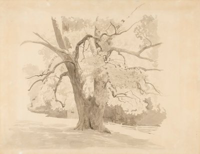 Unterer Teil eines alten Laubbaums von Werner Holmberg
