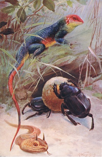 Agama, Hornviper und Heiliger Käfer, Illustration aus Wildlife of the World, ca. 1910 von Wilhelm Kuhnert