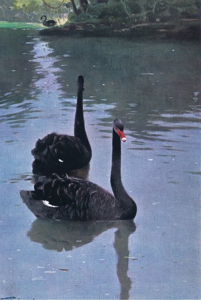 Schwarzer Schwan, Illustration aus Wildlife of the World, ca. 1910 von Wilhelm Kuhnert
