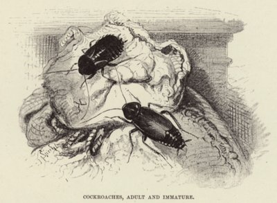 Kakerlaken, erwachsen und unreif von Wilhelm Kuhnert