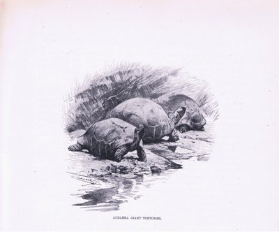 Riesenschildkröten, Illustration aus Wildlife of the World, ca. 1910 von Wilhelm Kuhnert
