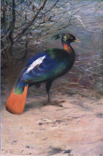 Monal, aus Die Tierwelt der Welt, veröffentlicht von Frederick Warne & Co, ca. 1900 von Wilhelm Kuhnert