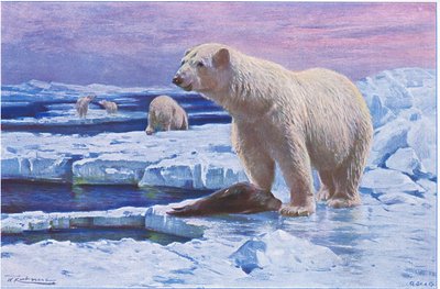 Eisbär, aus Die Tierwelt der Welt, veröffentlicht von Frederick Warne & Co, ca. 1900 von Wilhelm Kuhnert