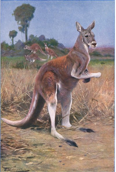 Roter Känguru, Illustration aus Wildlife of the World, ca. 1910 von Wilhelm Kuhnert