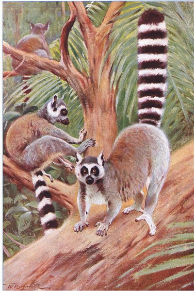 Katta, Illustration aus Wildlife of the World, ca. 1910 von Wilhelm Kuhnert