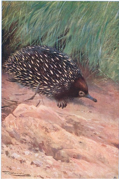 Ameisenigel, Illustration aus Wildlife of the World, ca. 1910 von Wilhelm Kuhnert