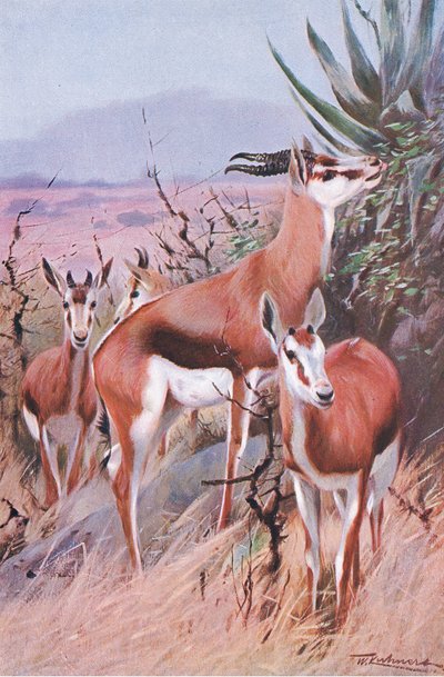 Springbock, Illustration aus Wildlife of the World, ca. 1910 von Wilhelm Kuhnert