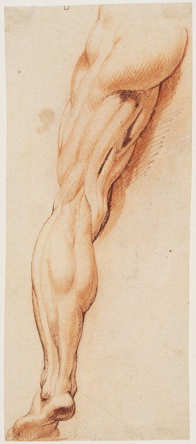 Anatomische Studie (Écorché). Ein Manns entblößtes linkes Bein von hinten gesehen von Willem Panneels