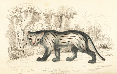 Pampaskatze oder Pantanal, Leopardus colocola, 1834 von William Alexander Forbes