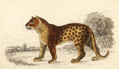 Der Panther der Antike von William Alexander Forbes