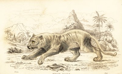 Weißer Tiger, Panthera tigris tigris, gefährdet, 1834 (Gravur) von William Alexander Forbes