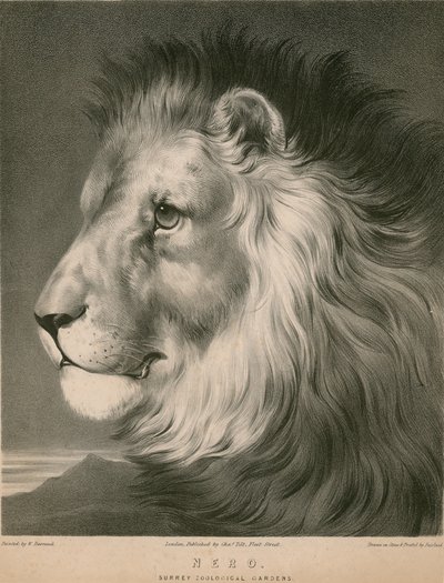 Nero der Löwe, Surrey Zoological Gardens, London von William Barraud