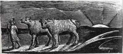 Ungejochte Färsen, die nach Hause schlendern, Illustration aus Dr. Thorntons 