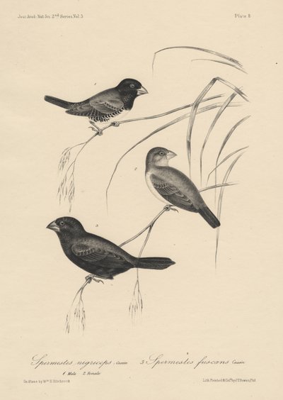 Spermestes Nigriceps (männlich und weiblich) und Spermestes Fuscans, Lithographie von J.T. Bowen, 1850 von William E. Hitchcock