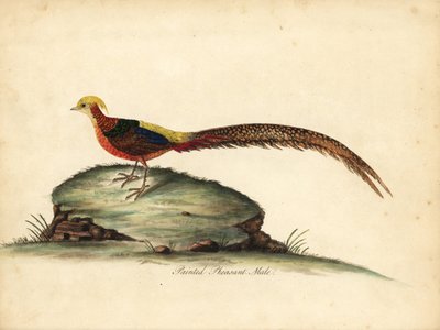 Goldener oder Chinesischer Fasan, Chrysolophus pictus, männlich. Handkolorierter Kupferstich einer Illustration von William Hayes aus Portraits of Rare and Curious Birds from the Menagery of Osterly Park, London von William Hayes