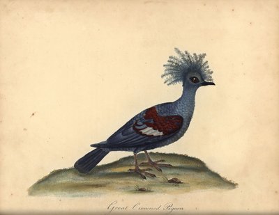 Westliche Krontaube, Goura cristata. Handkolorierter Kupferstich einer Illustration von William Hayes aus Portraits of Rare and Curious Birds from the Menagery of Osterly Park, London von William Hayes