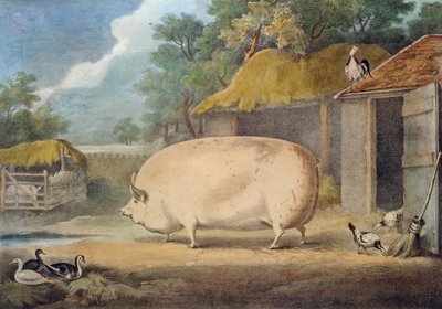 Eine Leicester-Sau, 2 Jahre alt, Eigentum von Samuel Wiley von William Henry Davis