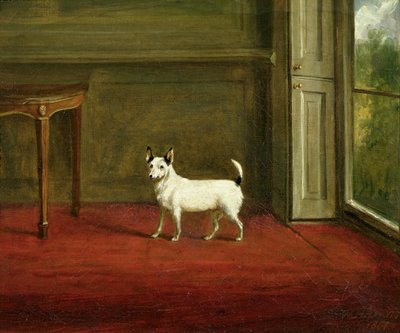 Porträt eines Jack Russell Terriers (in Regency-Interieur) 1814 von William Henry Davis