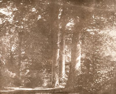 Buchenbäume, Lacock Abbey, um 1844 von William Henry Fox Talbot