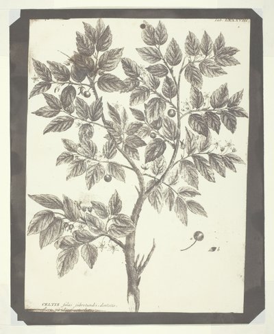 Kopie einer botanischen Gravur von "Celtis" von William Henry Fox Talbot