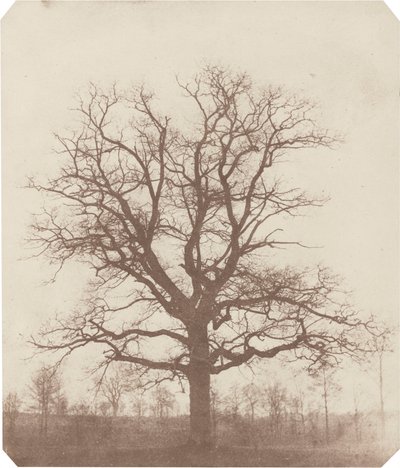 Eiche, Mitte der 1840er Jahre von William Henry Fox Talbot
