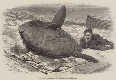 Mondfisch gefangen in der Catalan Bay, Gibraltar von William Henry Pike