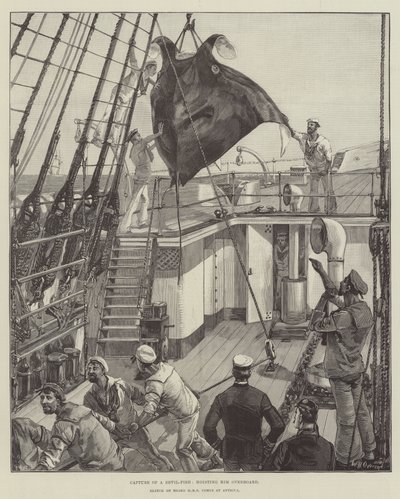 Fang eines Teufelsfisches, ihn über Bord hieven von William Heysham Overend