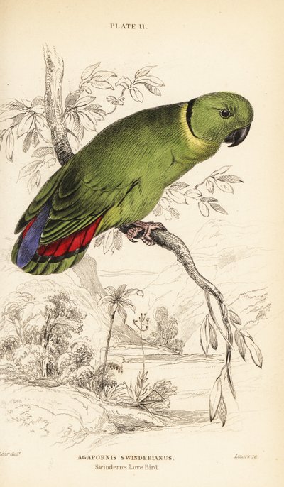 Schwarzkragen-Liebesvogel, Agapornis swindernianus von William Home Lizars