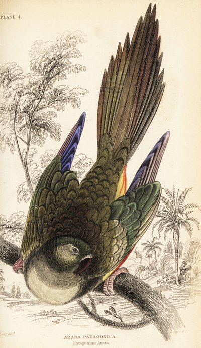 Erdpapagei oder Patagonien-Sittich, Cyanoliseus patagonus von William Home Lizars