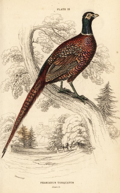 Ringfasan, Phasianus colchicus torquatus von William Home Lizars