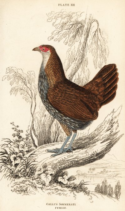 Weiblicher Grauer Dschungelhahn oder Sonnerats Dschungelhahn, Gallus sonneratii (Gallus sonnerati) von William Home Lizars
