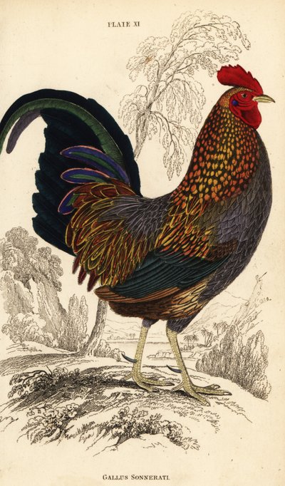 Grauer Dschungelhahn oder Sonnerats Dschungelhahn, Gallus sonneratii von William Home Lizars