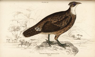 Himalaya-Glanzfasan, Weibchen, Lophophorus impejanus (Impeyan-Glanzfasan, Lophophorus impeyanus) von William Home Lizars