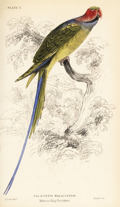 Langschwanzsittich, Psittacula longicauda von William Home Lizars