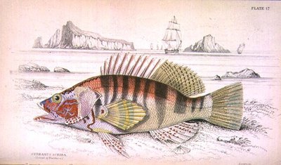 Tafel 17 Serbanus Scriba (Insel Baziluzzo), graviert vom Künstler aus 