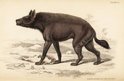 Streifenhyäne, Hyaena hyaena von William Home Lizars
