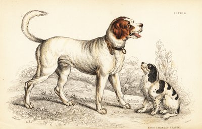 Der Alpen- oder Große Bernhardinerhund, Canis lupus familiaris, und King Charles Spaniel, Canis lupus familiaris von William Home Lizars