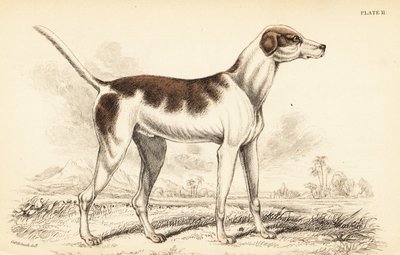 Der orientalische Hund, Canis lupus familiaris von William Home Lizars