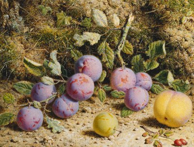 Stillleben mit Pflaumen, einem Pfirsich und Hagebutten von William Hough