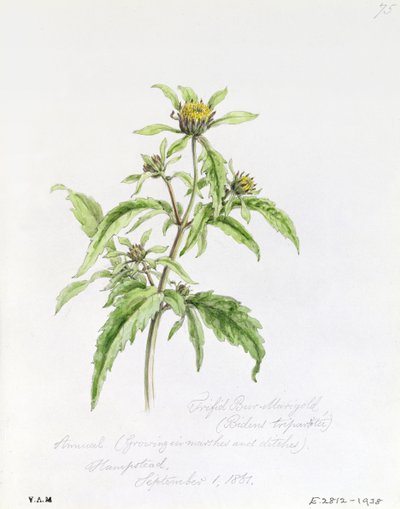 Dreiteilige Burr-Ringelblume, gemalt in Hampstead, 1. September 1861 von William James Linton