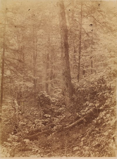 Ohne Titel, aus dem Portfolio Der Wald: Adirondack-Wälder von William James Stillman