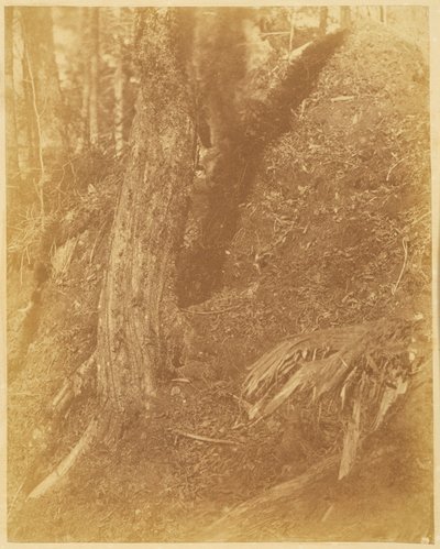 Ohne Titel, aus dem Portfolio Der Wald: Adirondack-Wälder von William James Stillman