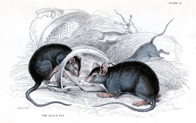 Gravur einer Schwarzen Ratte, die in einer Falle gefangen ist, 1838 von William Jardine