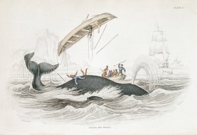 Harponieren eines Grönlandwals, der eines der angreifenden Boote umgeworfen hat. Aus William Jardine The Naturalist