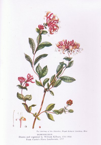 Geißblatt, Natur in Großbritannien, veröffentlicht von Collins, 1946 von William Kilburn