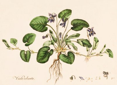 Viola odorata, Duftveilchen, ca. 1770-1790 von William Kilburn