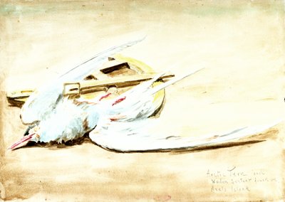 Küstenseeschwalbe und ein hölzerner Sextant auf Axels Insel, Spitzbergen, 20. Jahrhundert von William Lionel Wyllie