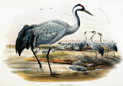 Kranich (Grus cinerea), Lithografie aus Birds of Great Britain von William Matthew Hart