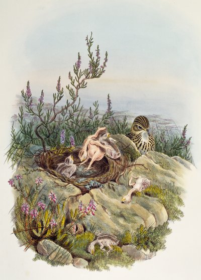 Kuckuck, von John Gould, Lithographie von William Matthew Hart, Vereinigtes Königreich von William Matthew Hart