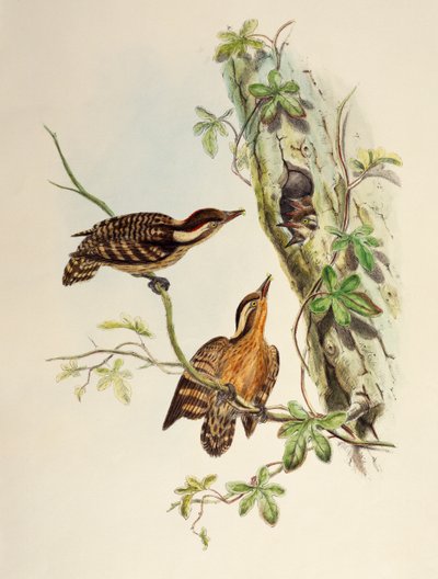 Sunda-Specht (Dendrocopos moluccensis), Lithographie aus Birds of Asia von William Matthew Hart